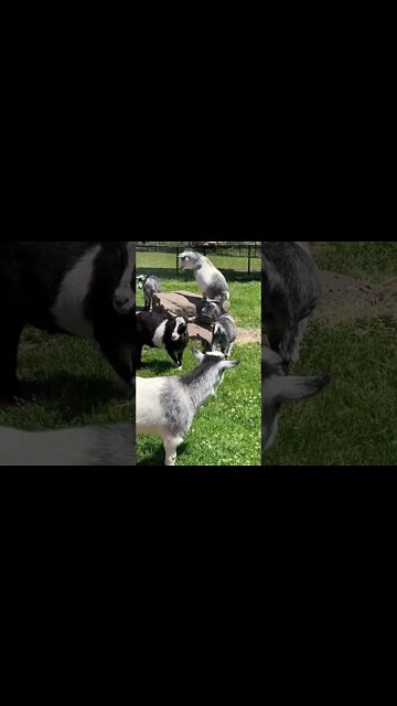 Goats are such fun animals