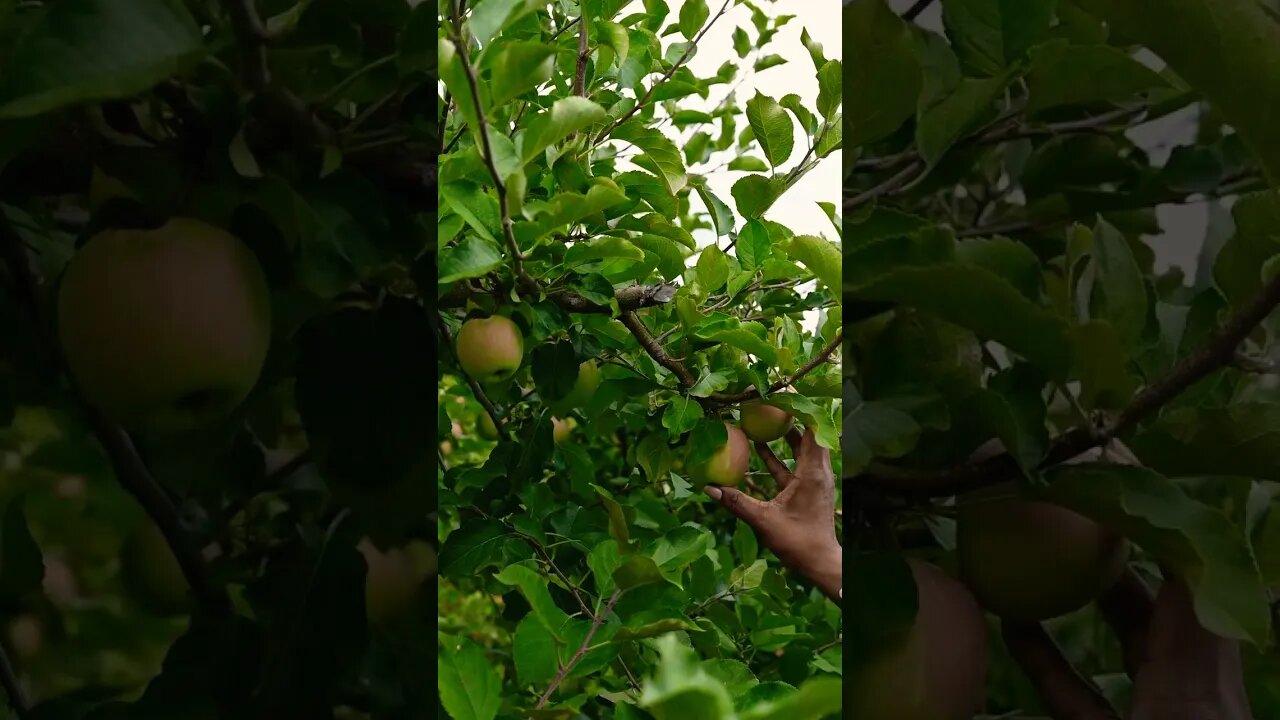 I song #shorts #youtube #youtubeshorts