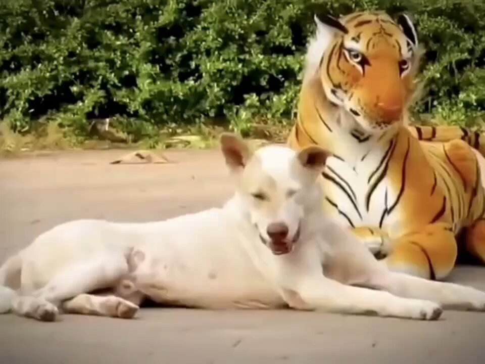 Funny Dog videos