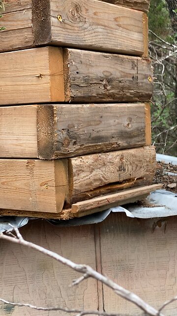Swarm trap on deer stand caught a smaller swarm.