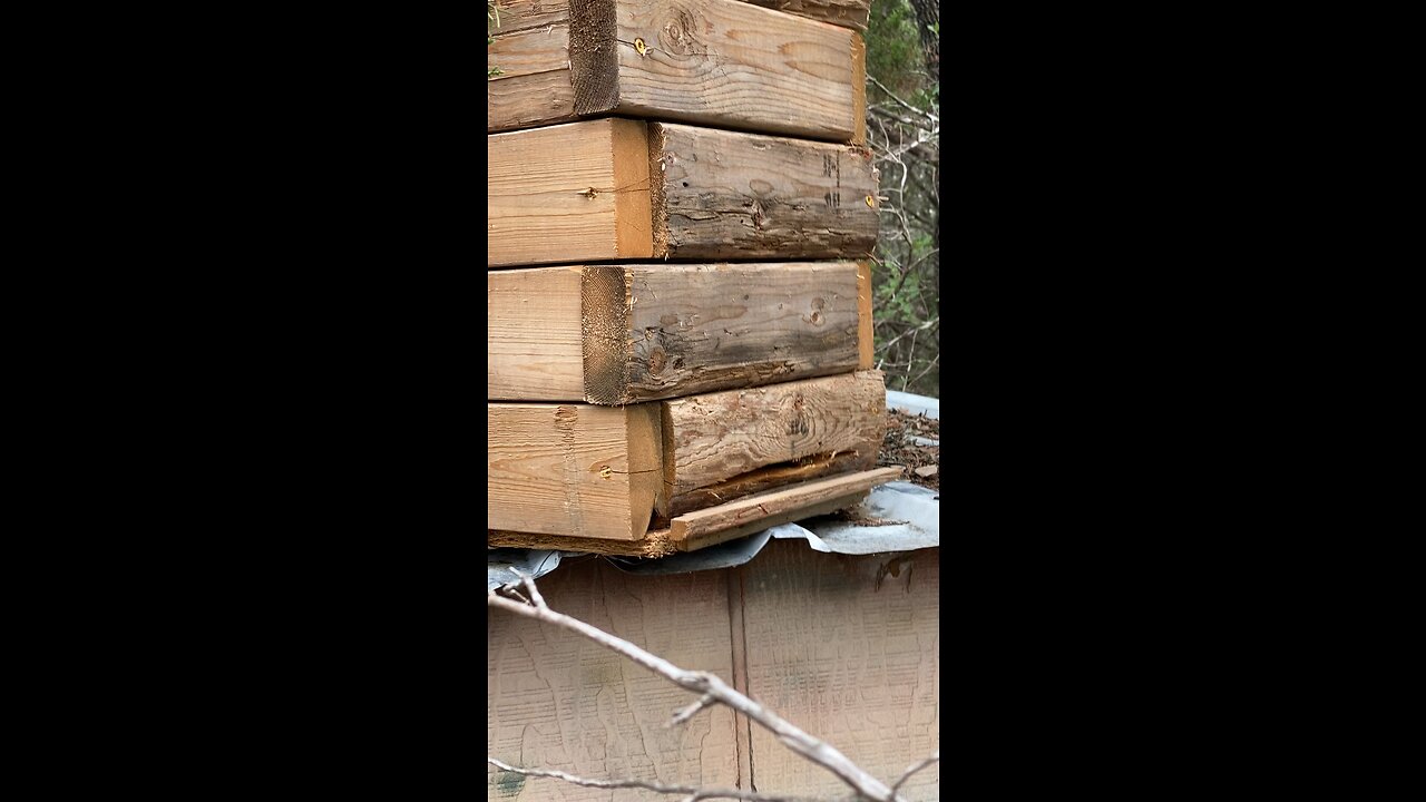 Swarm trap on deer stand caught a smaller swarm.