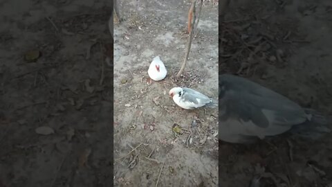 A couple of Muscovy girls and boys