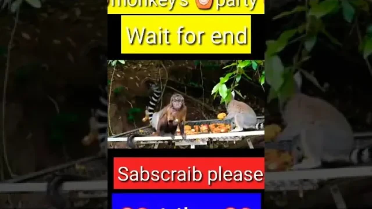 monkey funny 😂😁😁 video || YouTube shorts || #shorts #funny #trending #youtubeshort #youtube
