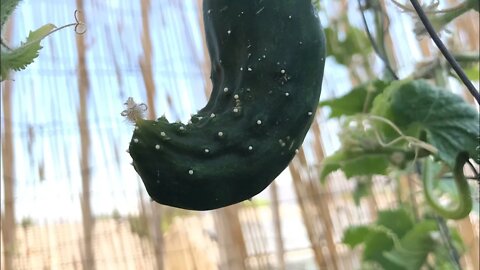 Close up Cucumber Plnt Pepper Plnt Topping w/ Great structure