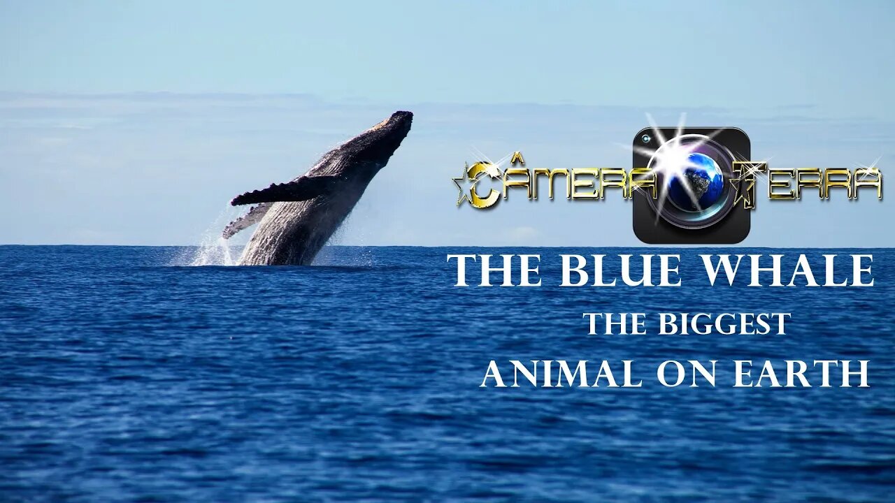 🌎 A Baleia Azul, O Maior Animal da Terra | The Blue Whale, The Biggest Animal on Earth | 2021