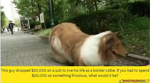 This guy dropped $20,000 on a suit to live his life as a border collie. If you had to spend $20,000