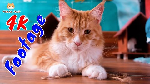 4K Quality Animal Footage - Cats and Kittens Beautiful Scenes Episode 18 | Viral Cat