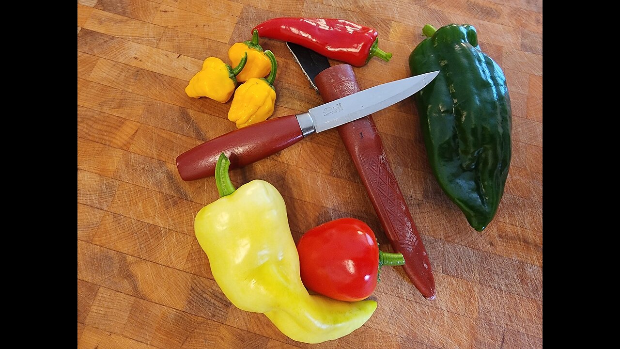 Hot Pepper Harvest. Pickle Time.