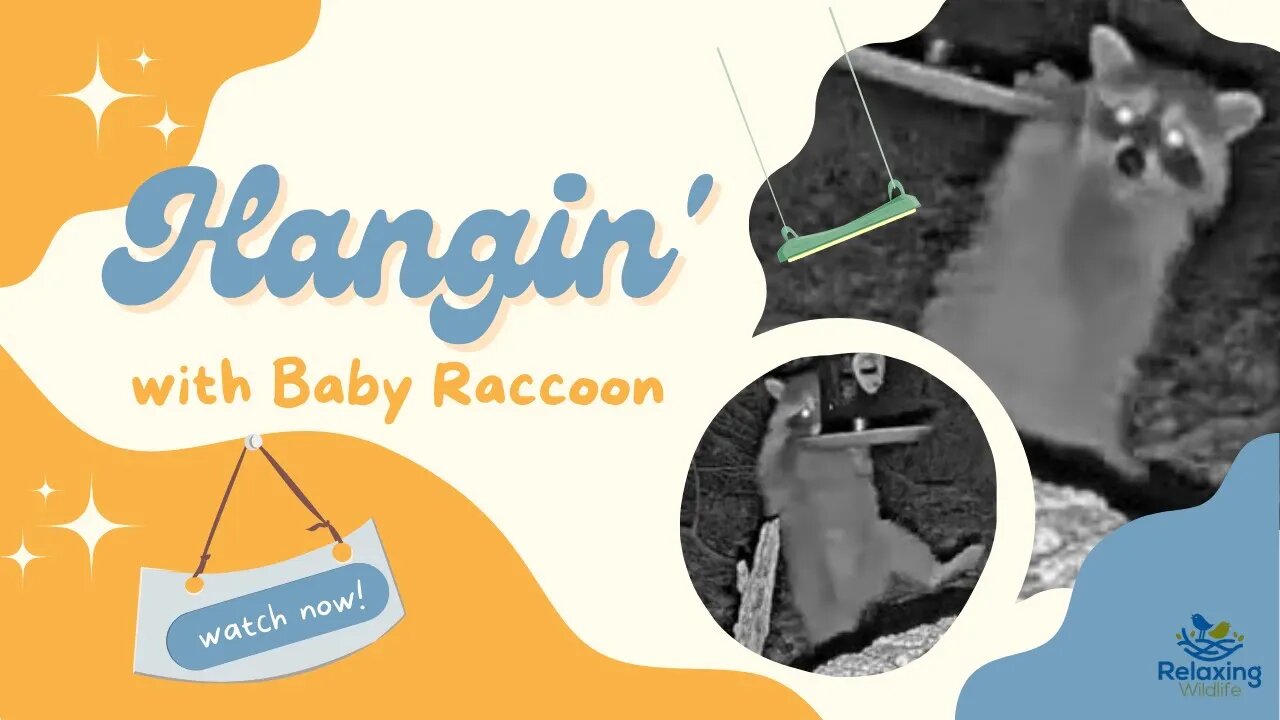 Cute Baby Raccoon Tries Its Best to Hang With the Big Kids