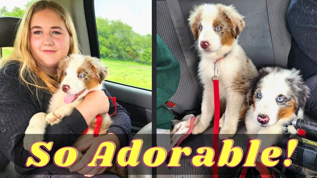 We Got 2 Australian Sheppard Puppies!