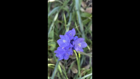 Bluebell Flowers