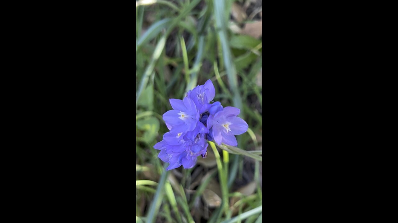 Bluebell Flowers