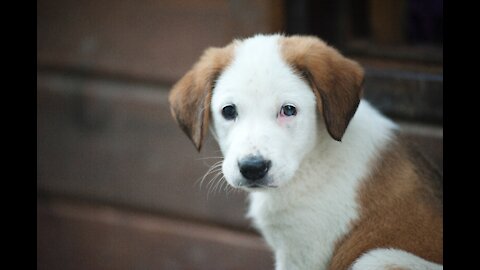 Amusing Dog And Cute Puppies. (Funny Animals #210)