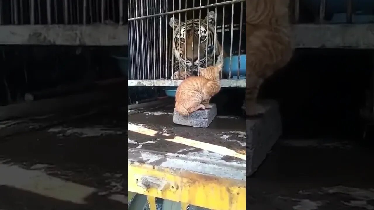 Funniest Animals - Best Shorts Of The 2021 Funny Animal Videos #04 #shorts