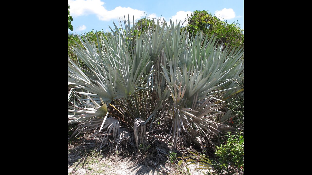 Saw Palmetto Berry (Serenoa repens)