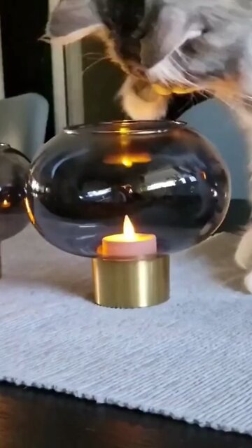 Funny animal videos🤣 Part #33