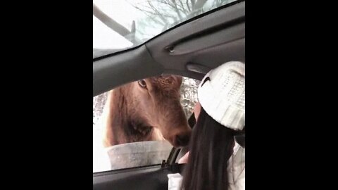 Greeting the hooman