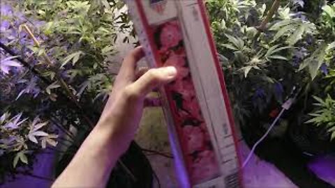 Eye Hortilux 1000watt Super HPS Grow Bulb Review