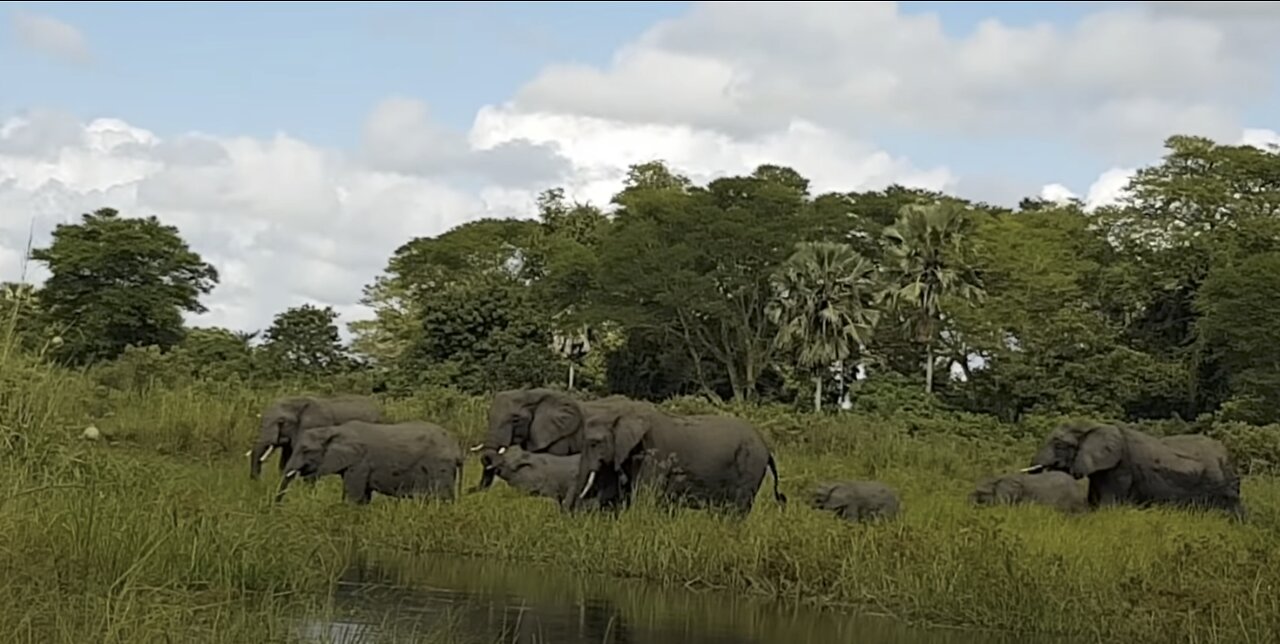 Huge Crocodile attacks an Elephant