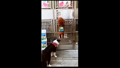 Funny dogs video 🤣🤣