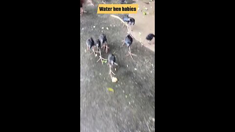 waterhen babies