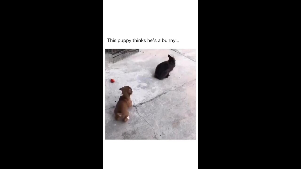 how dog imitating rabbit