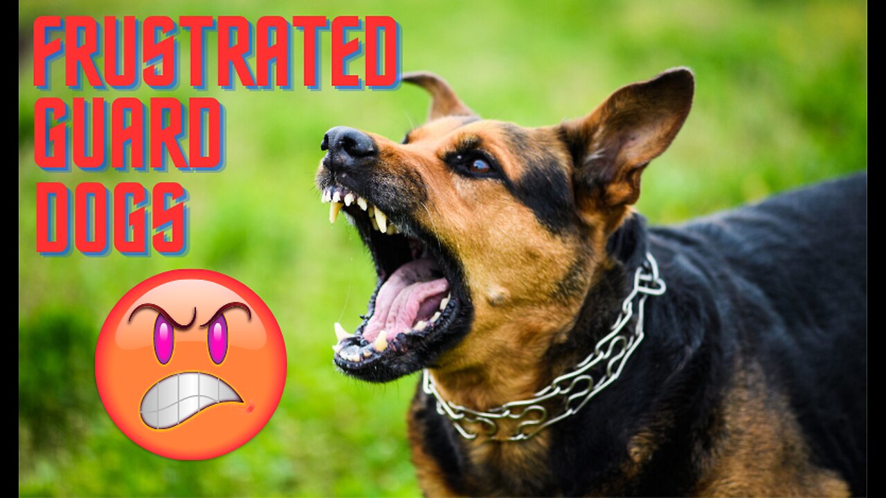 DOGS BARKING!! Angry Dogs | Real Guard Dogs🐕‍🦺😡