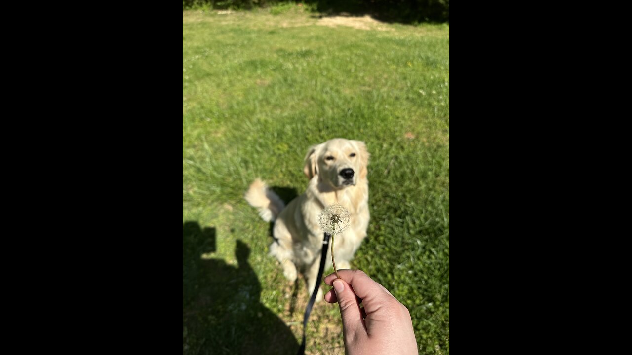 Dandelions trigger Brinkley’s zoomies