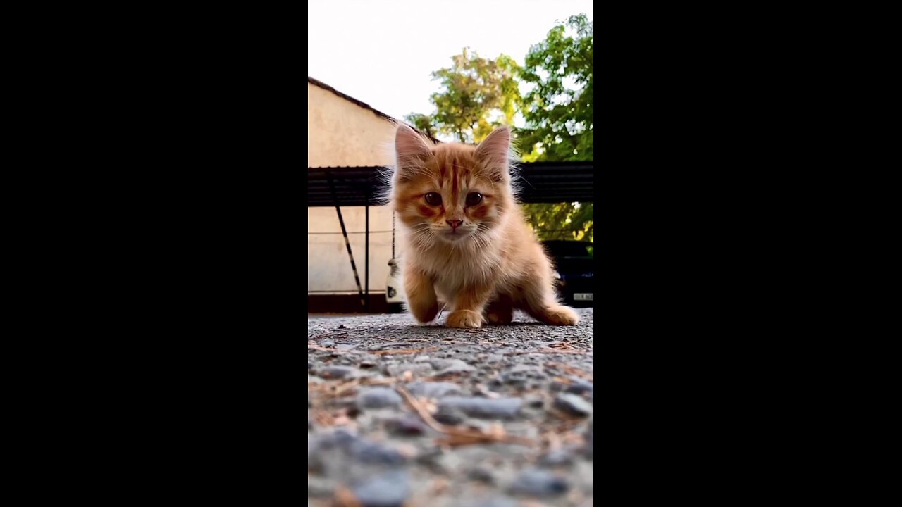 Cats on Outdoors🐈A Ginger Cat On The Floor