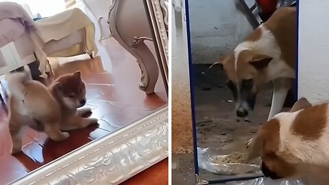 Funny dog video rumble
