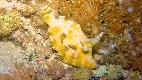 Fan-bellied leatherjacket is a bizarre looking animal