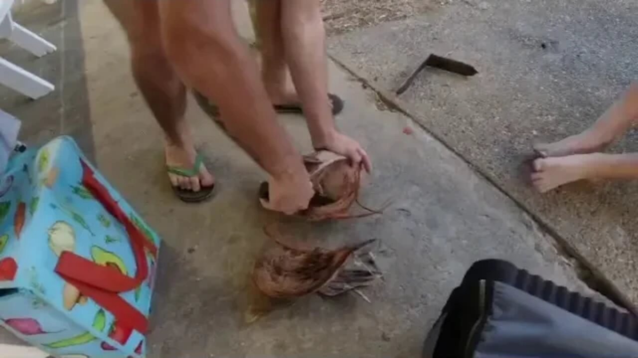 Opening a coconut on Great Keppel Island