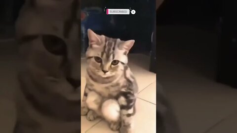 cute cat videos 😹 funny videos 😂