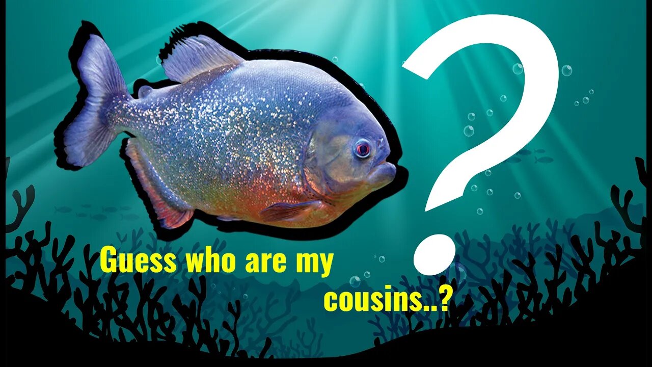 The Relatives of Piranha in Your Aquarium Today