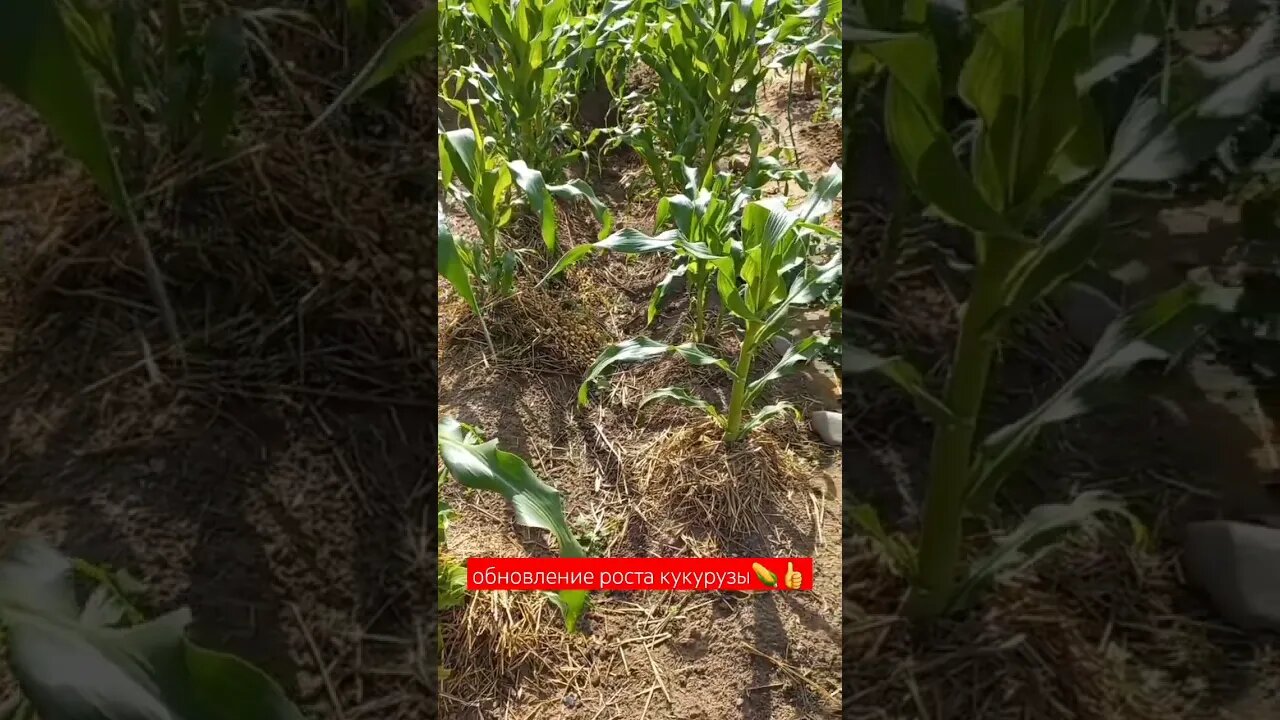 Обновление Роста Кукурузы🌽😁|#shorts #short #shortvideo #shortsvideo #farming #food #subscribe #video