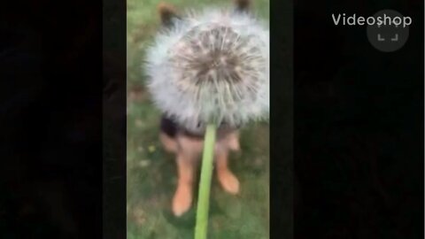 Puppy 🐕