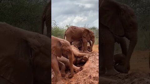 Funniest clip of elephants playing