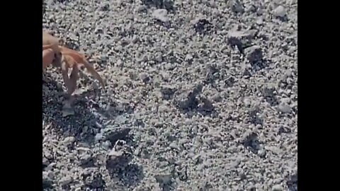 Crabs Amputate Own Limbs
