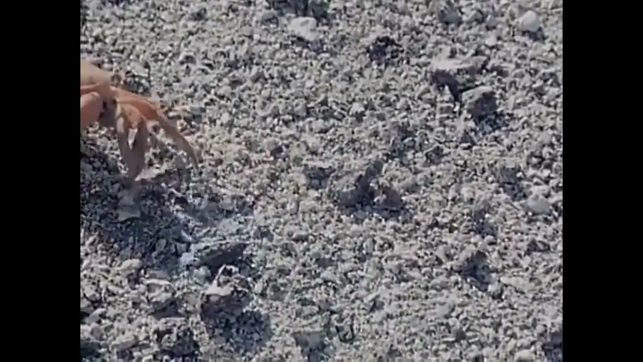 Crabs Amputate Own Limbs