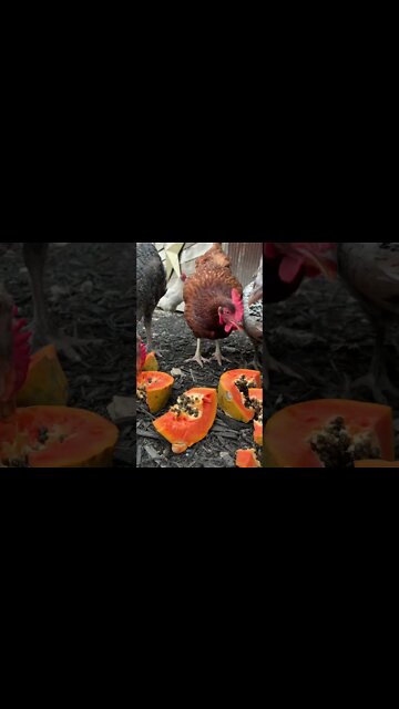 Turkeys and Chickens Eating A Papaya