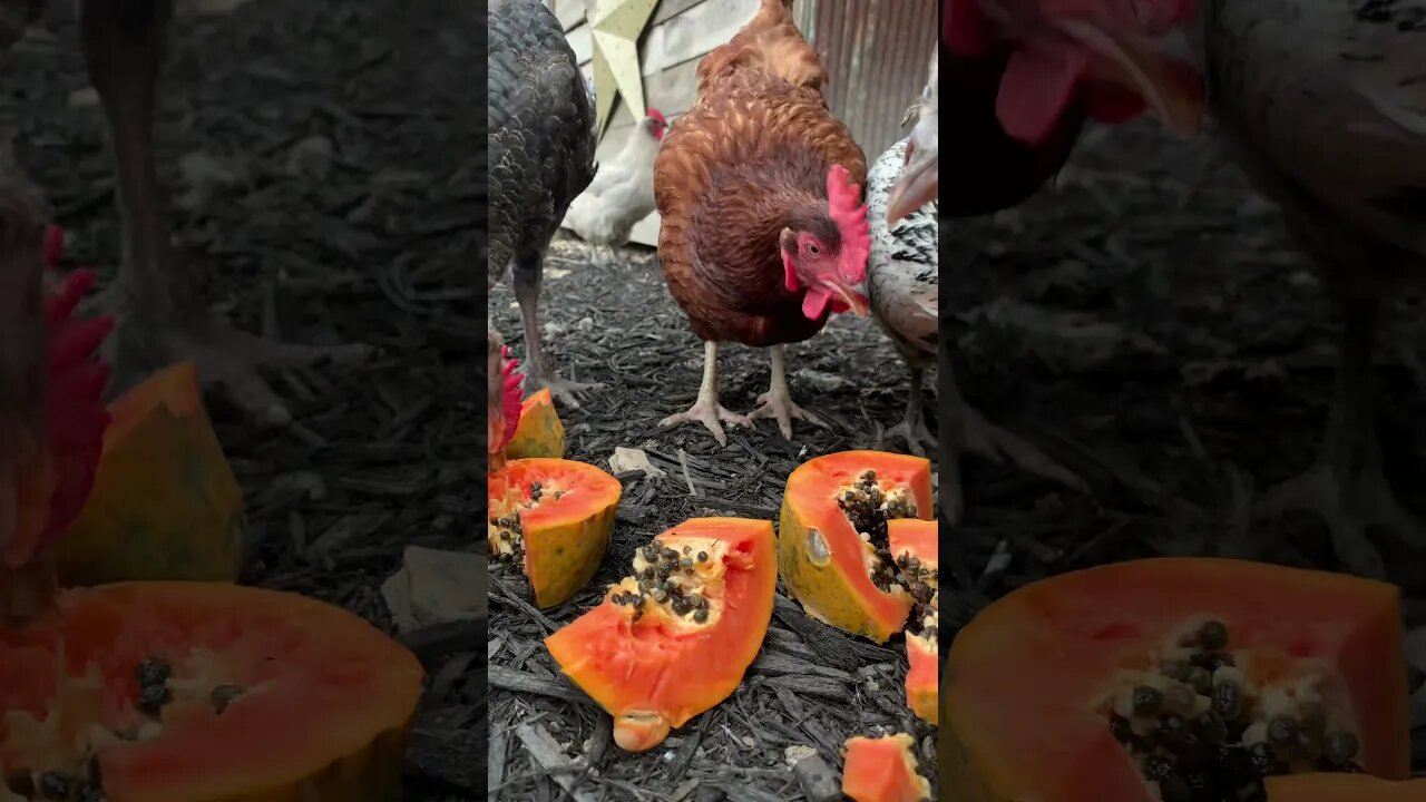 Turkeys and Chickens Eating A Papaya