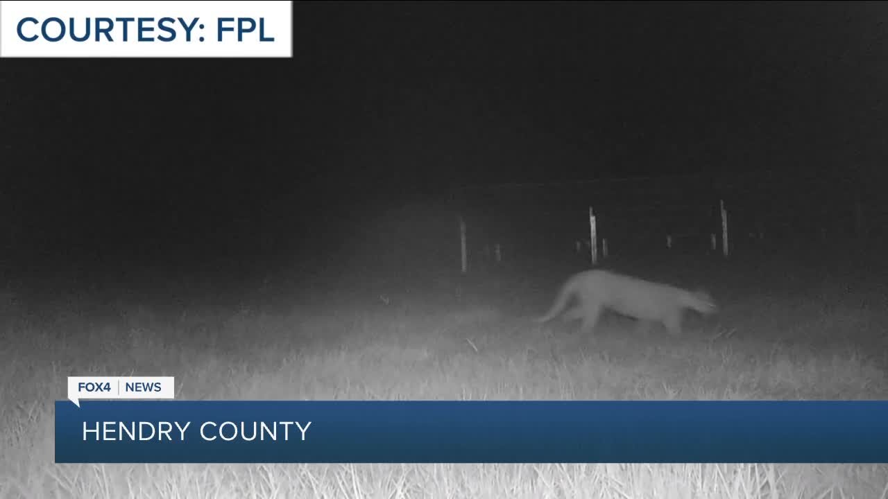 Panther seen on FPL property's nightvision camera