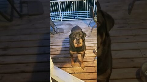 A Song For My Rottweiler My Best Friend!💖💛 #rottweiler #shorts #funnypetvideos #petlovers