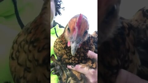 Chicken sees herself in the phone