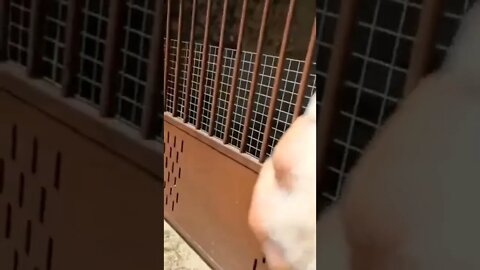 Guy rescues a baby kestrel that's fallen from the nest..𓅔🪹💪🙏