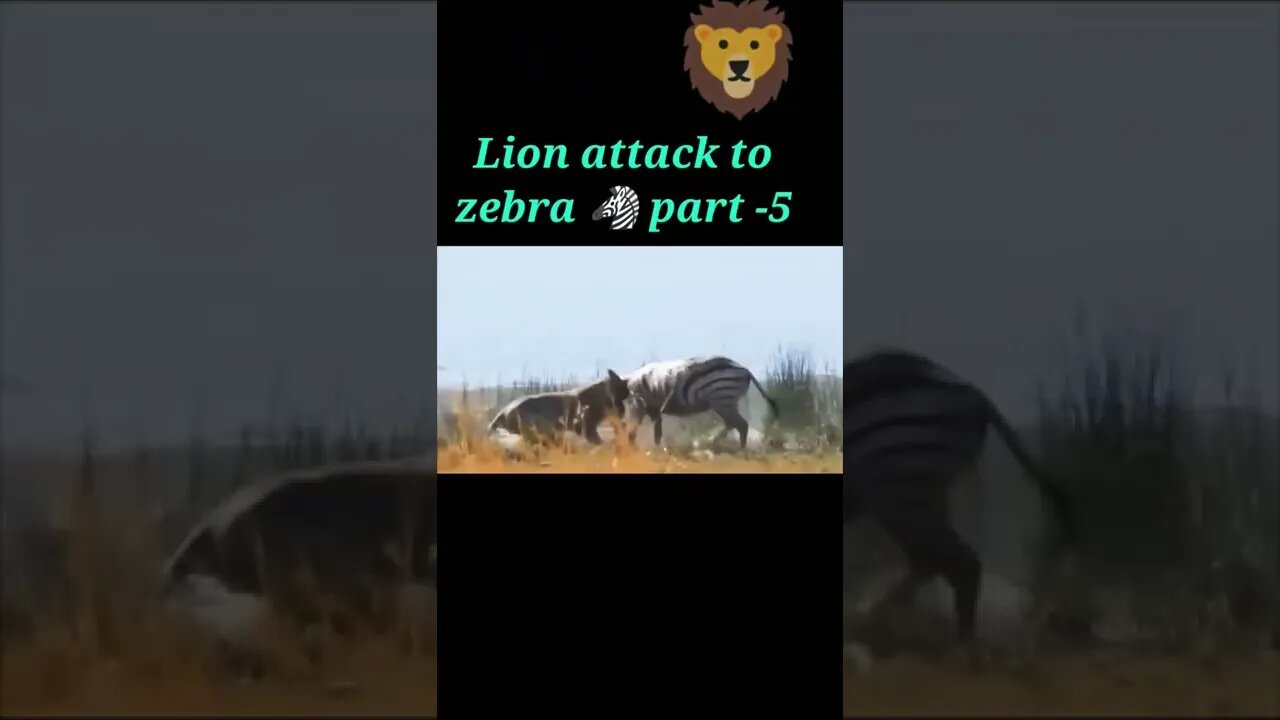 Lion attack to zebra 2022🦓 part - 5#shorts #youtubeshorts