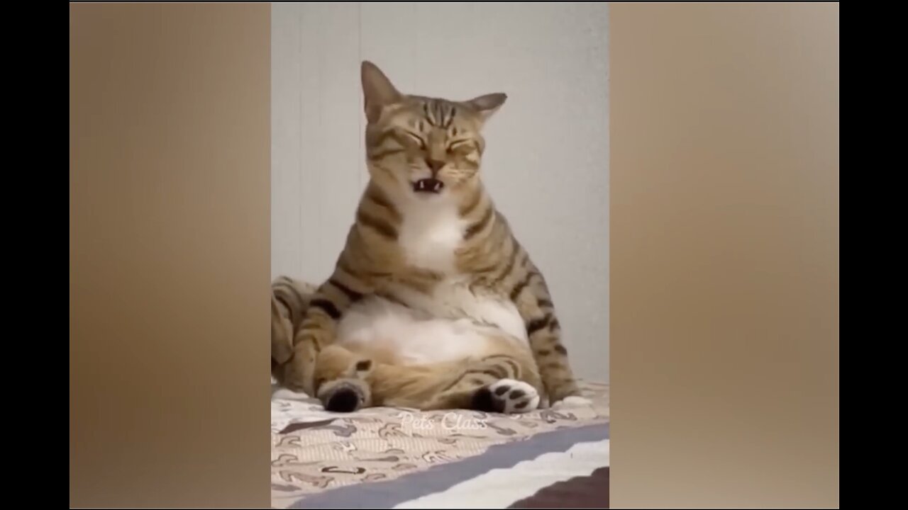 FUNNY ANIMAL VIDEOS 2023 (TRY NOT TO LAUGH)