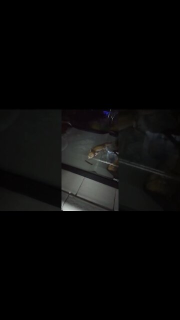 leopard gecko eats a meal worm