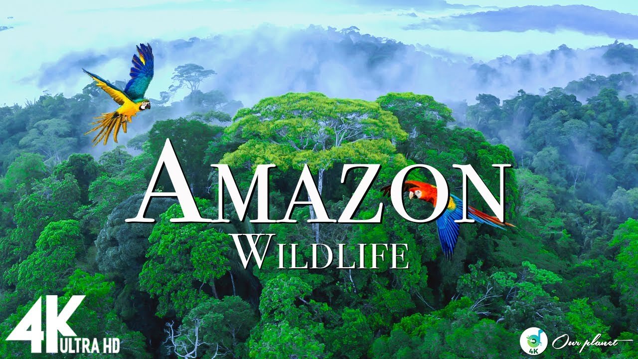 Amazon wildlife