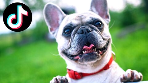 Super FUNNY DOG Videos from TikTok! #8 🐶 | Dog Lovers | SHORT & FUNNY Videos 🤣 #Shorts